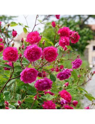 Rosier Terre des Roses® - Demitasse® - ©Roses Guillot®